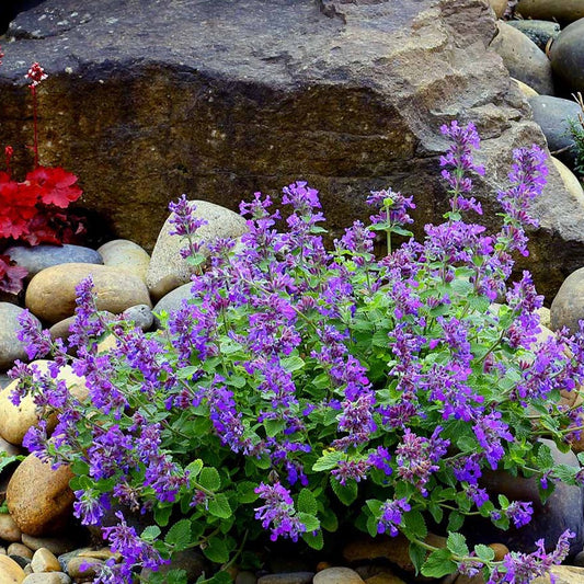 Nepeta Nova® 'Blue'