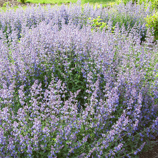 Nepeta-Walkers-Low-buy-plants-online-perennials-australia