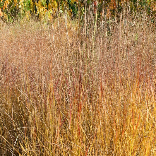 Panicum Autumn Glory