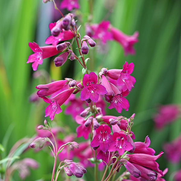 Penstemon Blackbird | New Wave Perennials | Plants Online