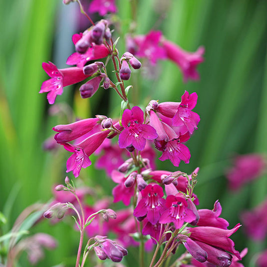 Penstemon-Blackbird-buy-plants-online-near-me