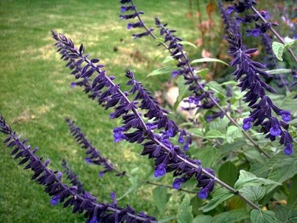 Salvia-Anthony-parker-plants-online-australia