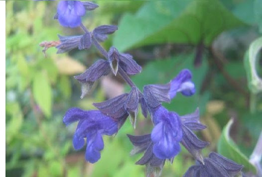 Salvia-Blue-Abyss-plants-online-australia