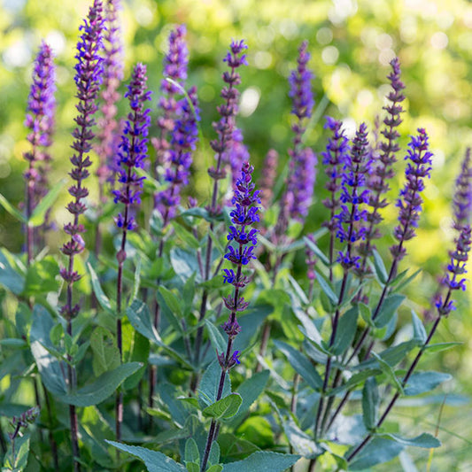 Salvia-Caradonna-buy-plants-online-perennials-australia