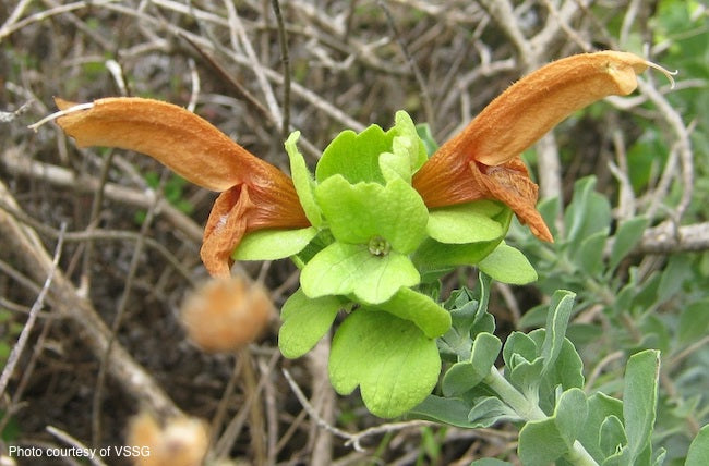 Salvia-Green-Ginger-online-plants-australia