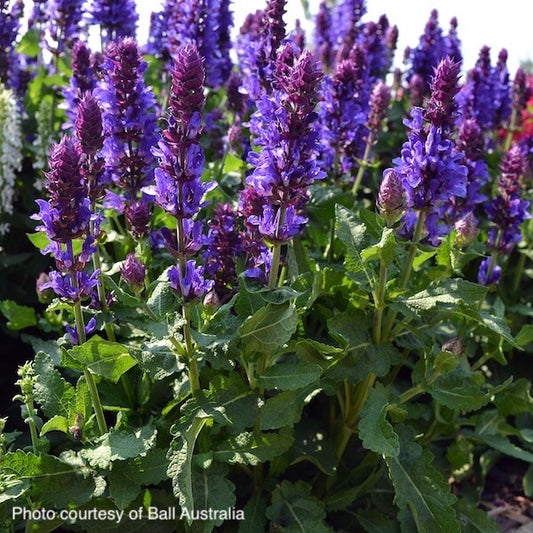 Salvia Blue Marvel