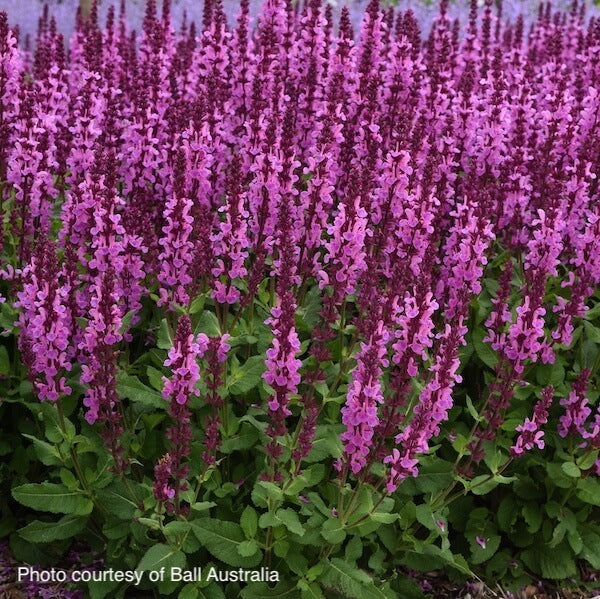 Salvia Rose Marvel | New Wave Perennials | Plants Online