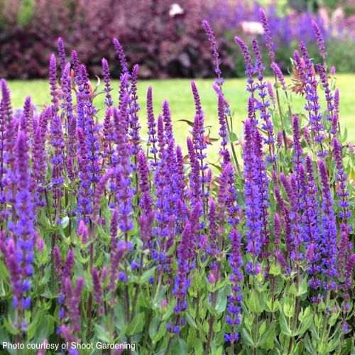Salvia-Tanzerin-online-plants-australia
