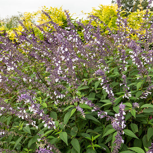 Salvia-Waverly-buy-plants-online-near-me