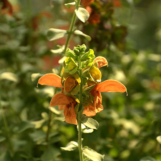 Salvia-africana-lutea-buy-plants-online-near-me