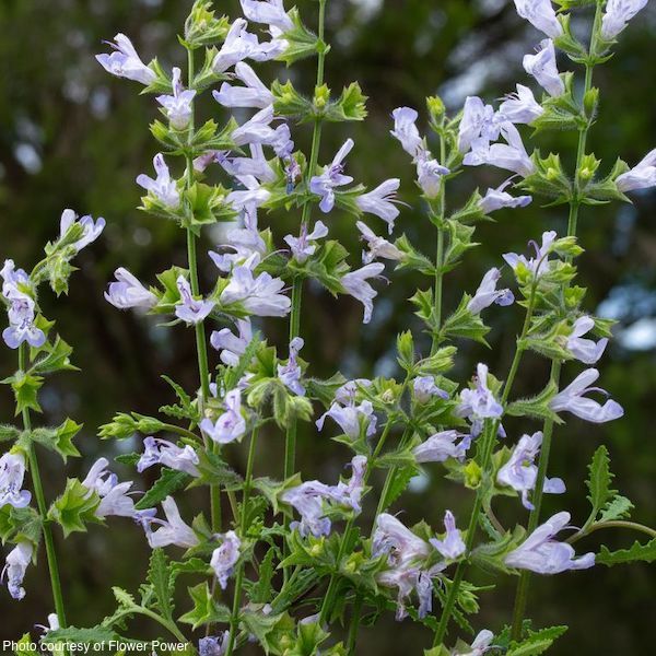 Salvia-finngrove-plants-online-australia