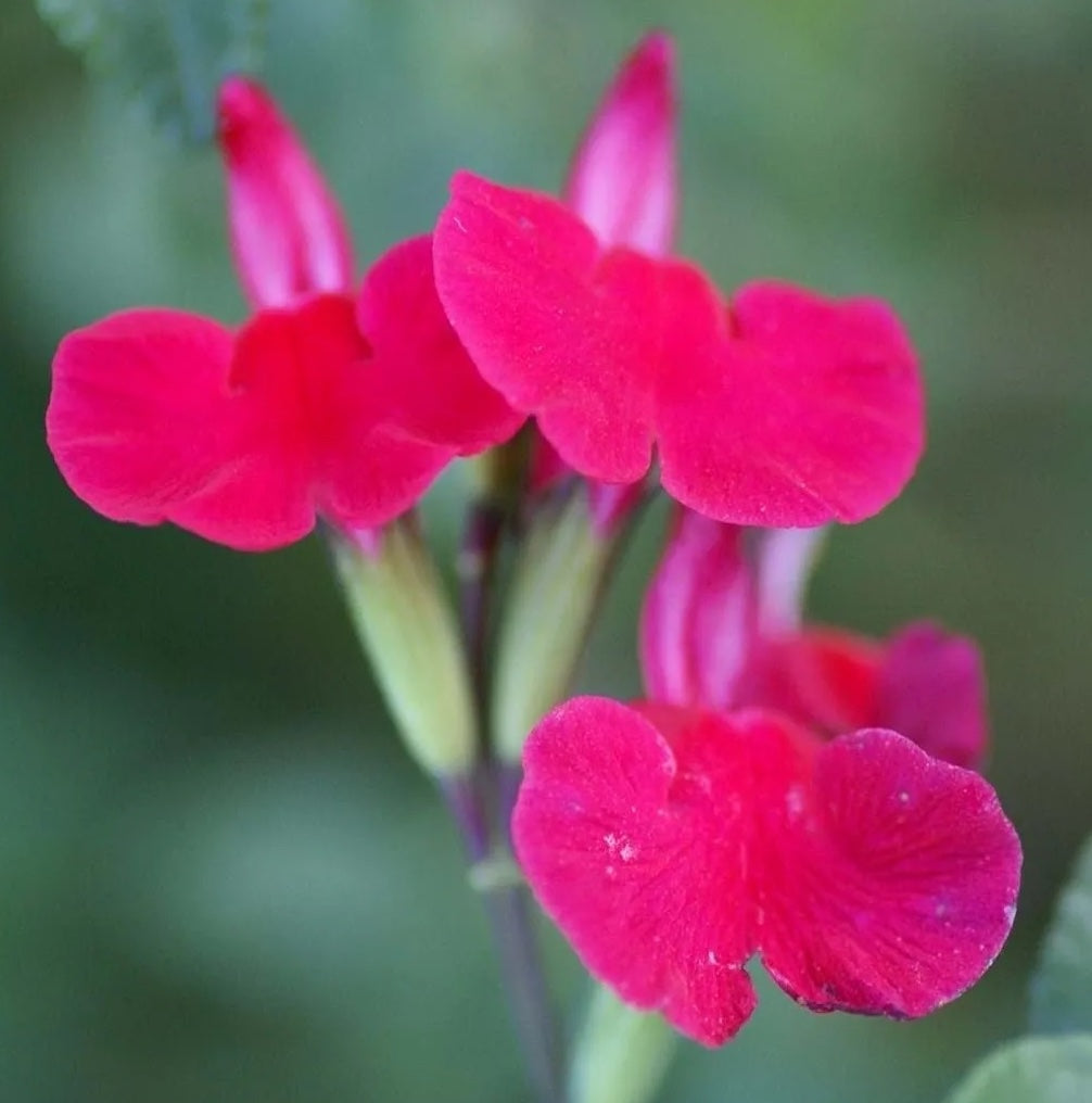 Salvia-margaret-arnold-plants-online-australia