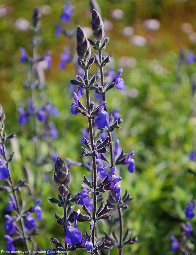 Salvia-marine-blue-plants-online-australia