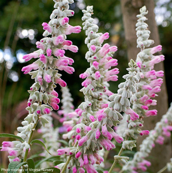 Salvia-pink-velour-online-plants-australia