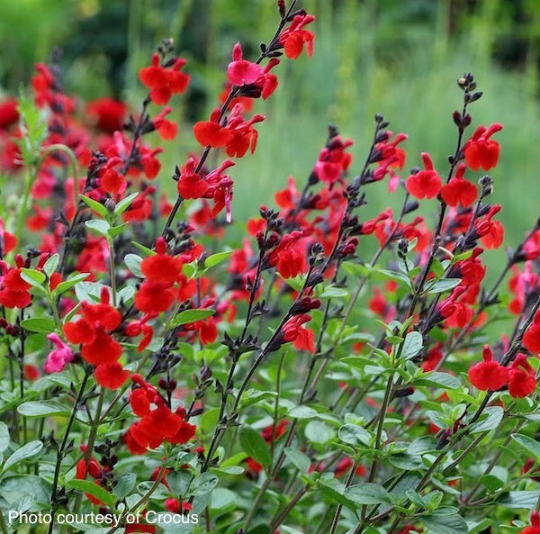 Salvia-royal-bumble-plants-online-australia