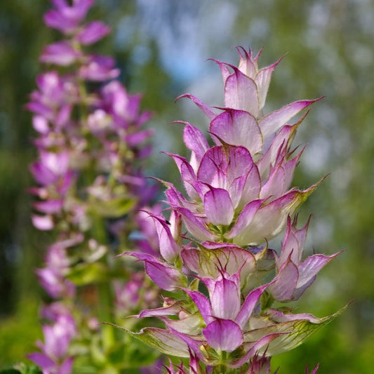Salvia sclarea