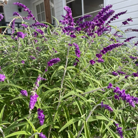 Salvia-Harrys-Red-online-plants-australia-perennials