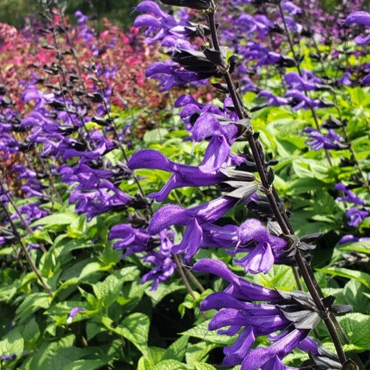 Salvia Rhythm and Blues