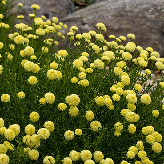 Santolina-Primrose-Gem-buy-plants-online-near-me