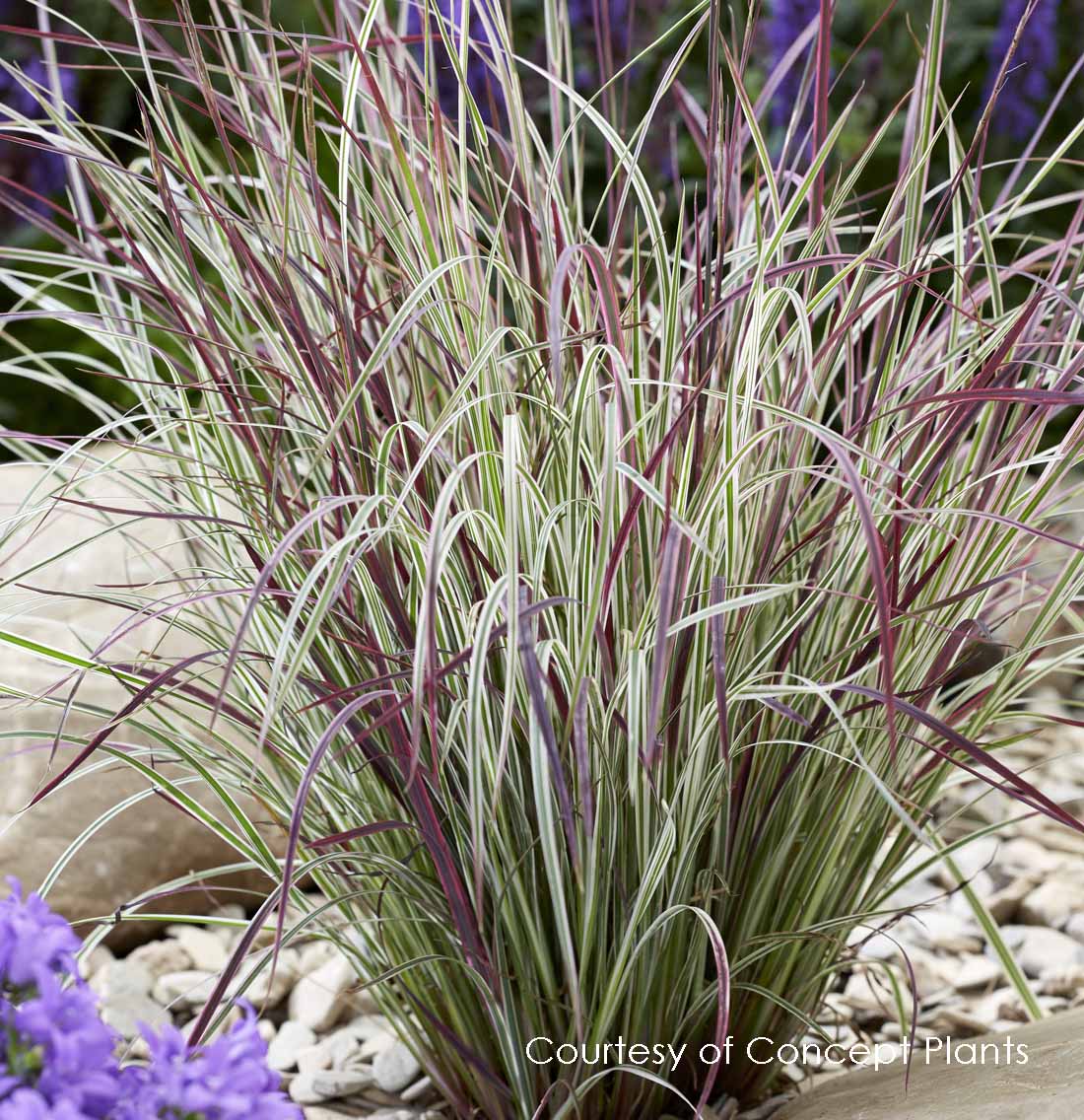 Schizachyrium 'Chameleon'