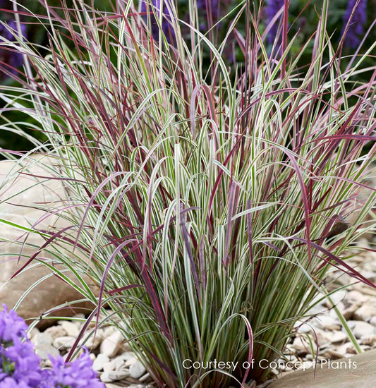 Schizachyrium 'Chameleon'