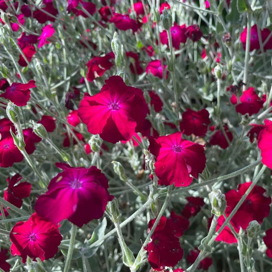 Lychnis coronaria