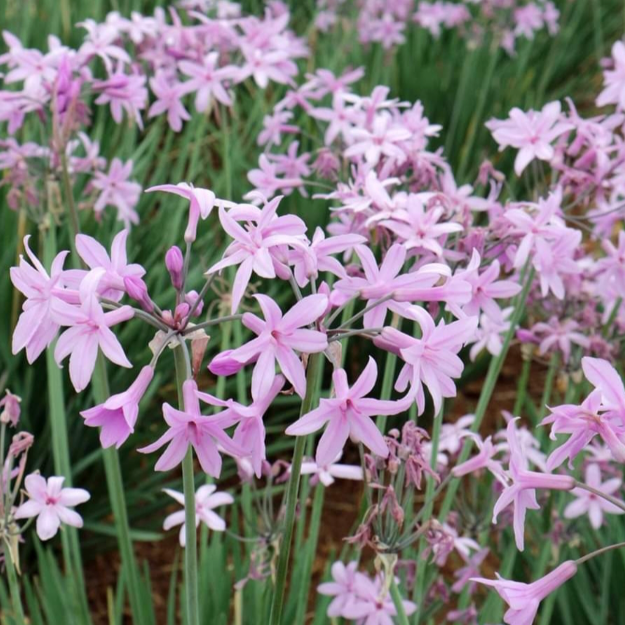 Tulbaghia violacea