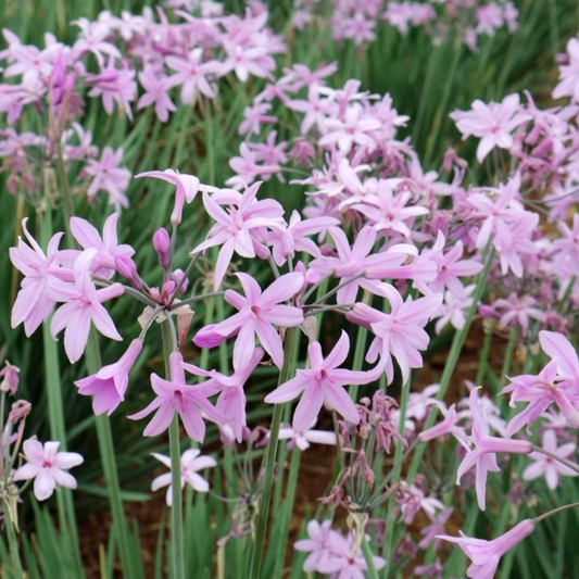 Tulbaghia violacea