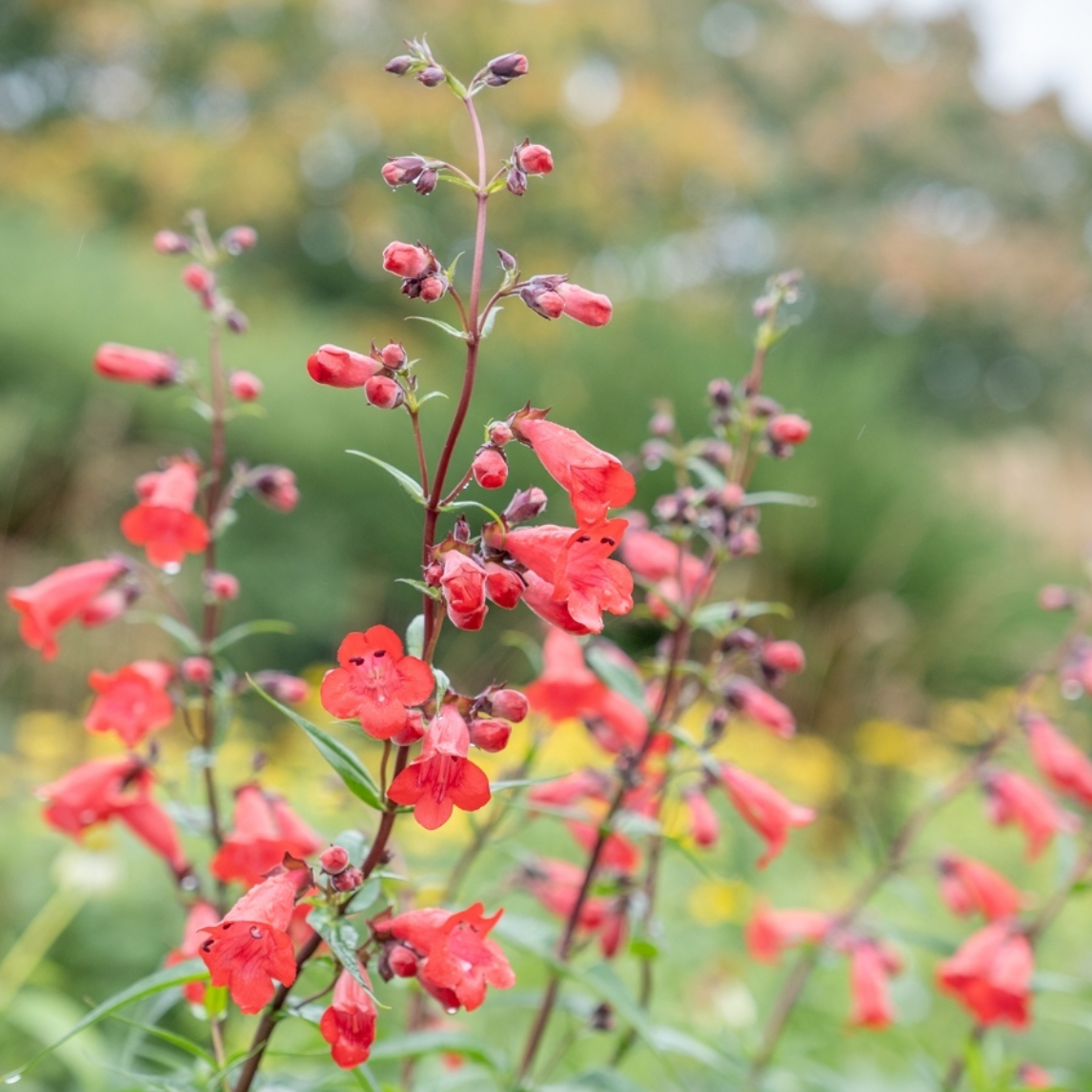 Penstemon Firebird