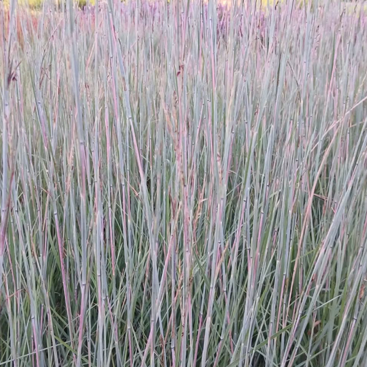 Schizachyrium Blue Heaven