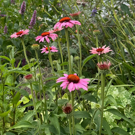 Echinacea Magnus