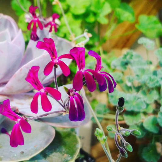 Pelargonium reniforme