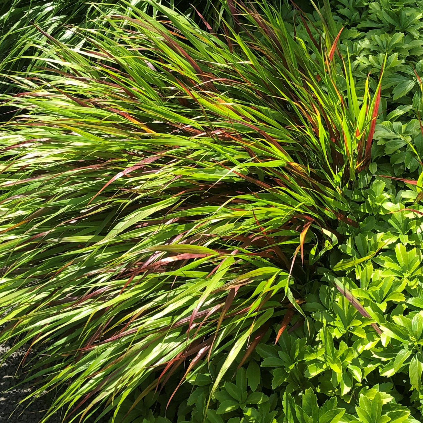 Hakonechloa Beni Kaze