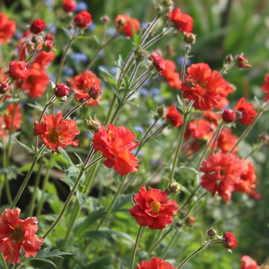 Geum Scarlet Tempest