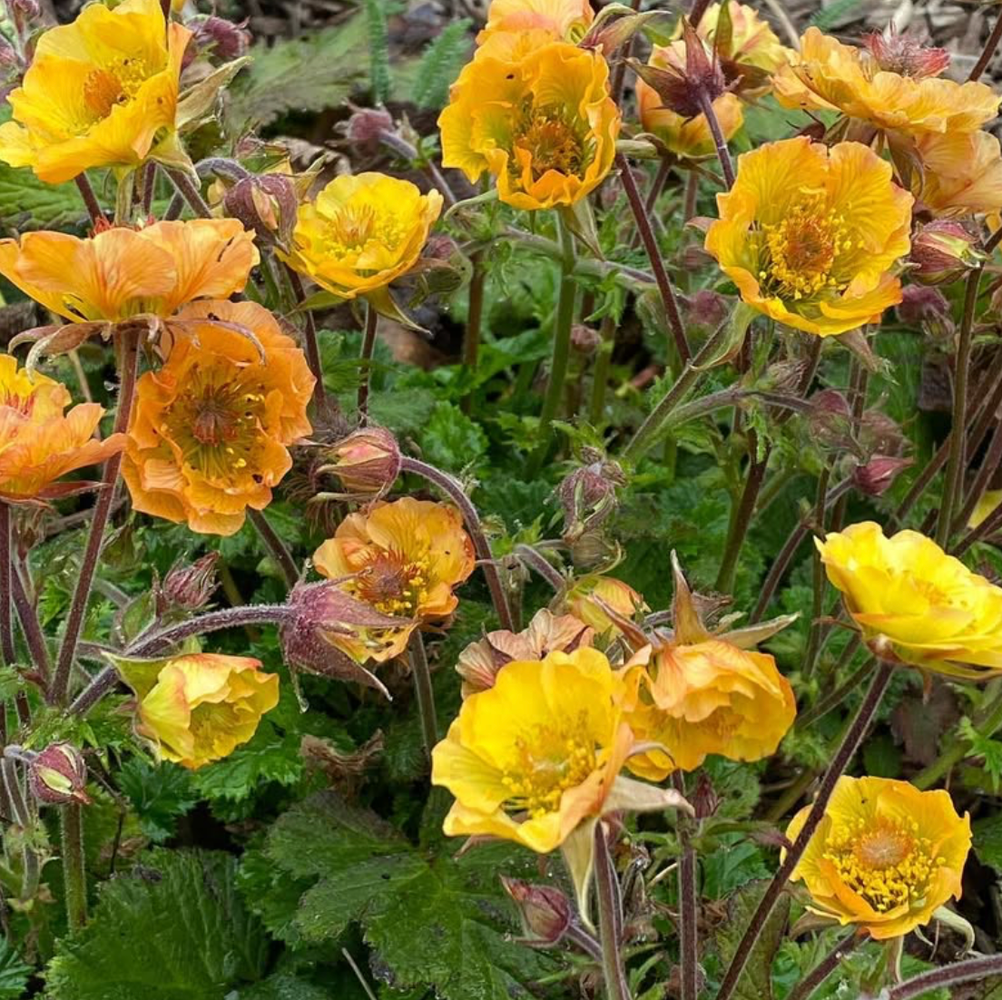 Geum Apricot Delight