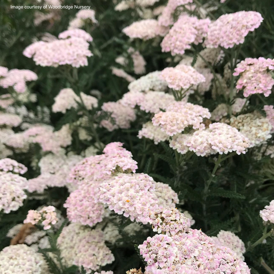 Achillea Musk Pink
