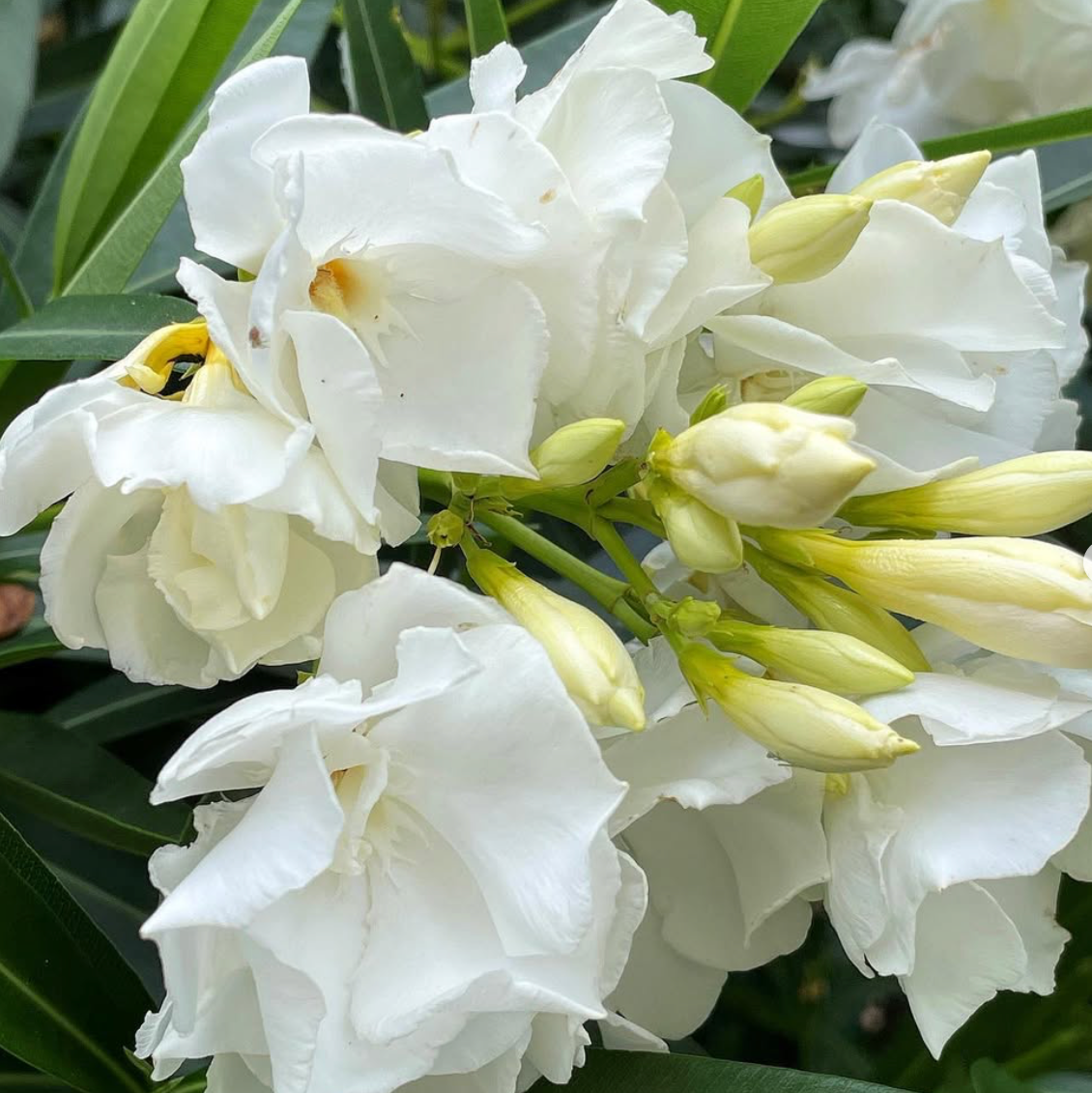Oleander Madonna Grandiflorum Double