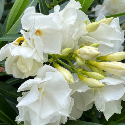 Oleander Madonna Grandiflorum Double