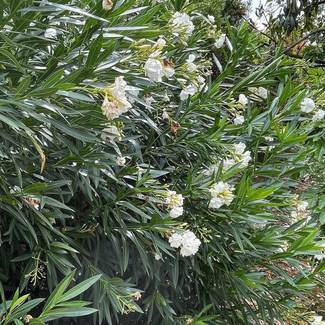 Oleander Madonna Grandiflorum Double