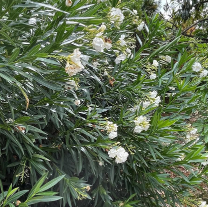Oleander Madonna Grandiflorum Double