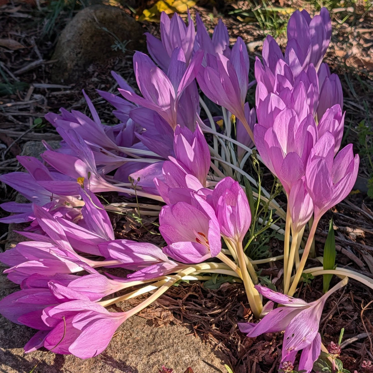 Colchicum byzantinum