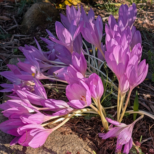Colchicum byzantinum