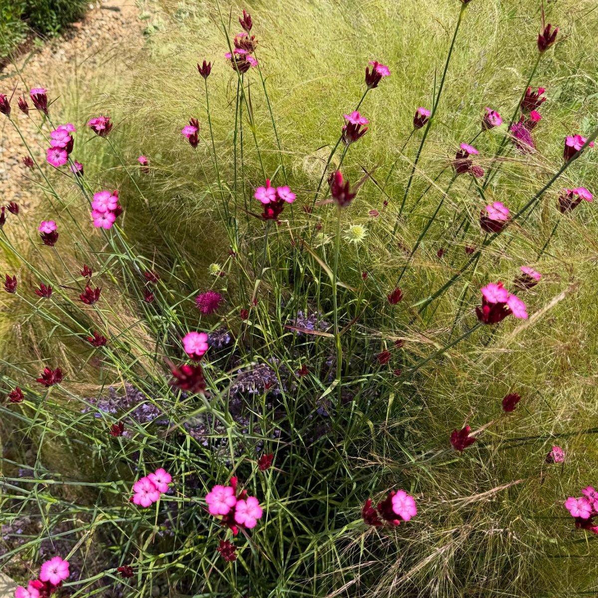 Dianthus carthusianorum