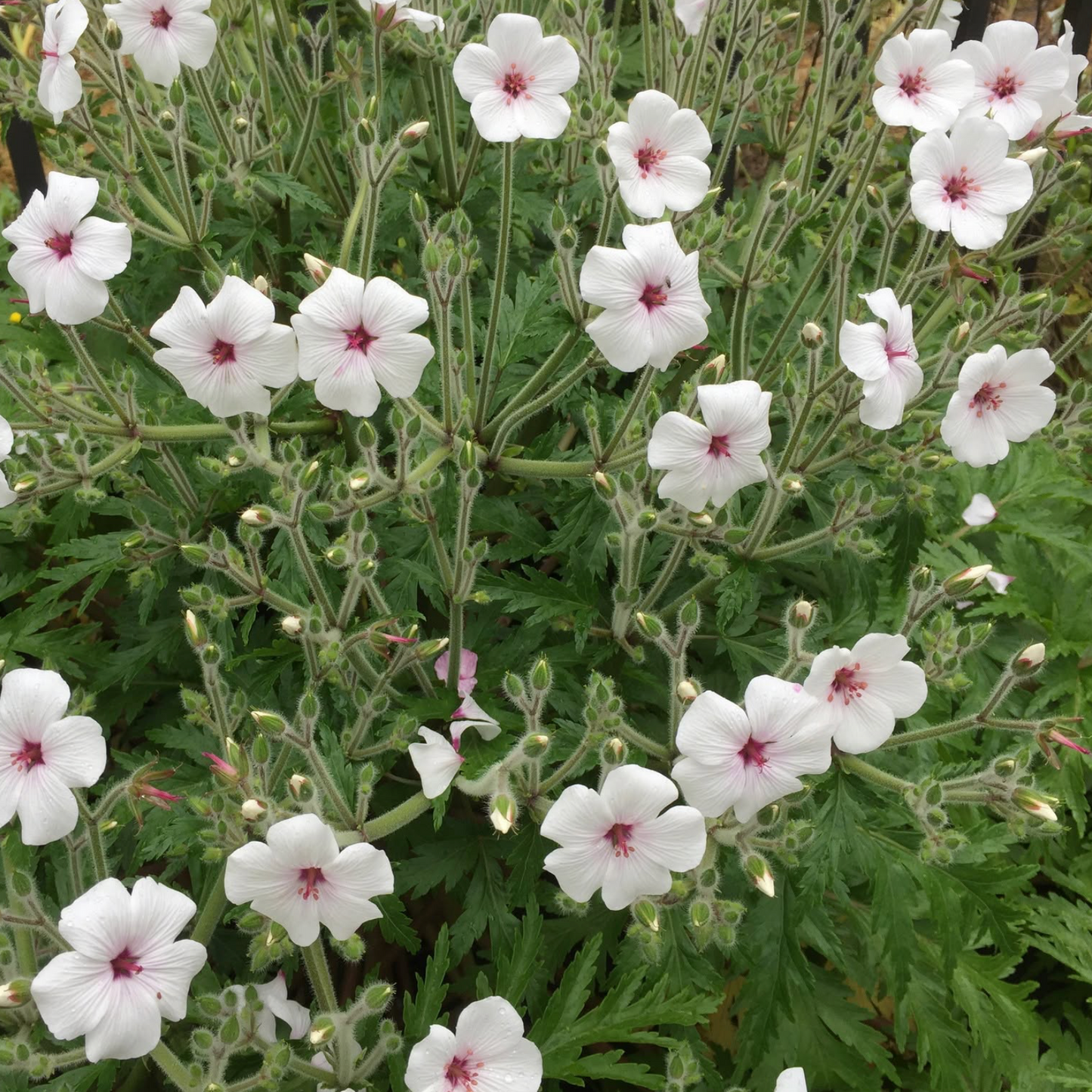 Geranium maderense Alba