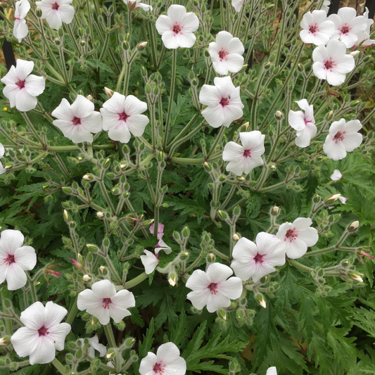 Geranium maderense Alba