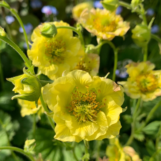 Geum Banana Daiquiri