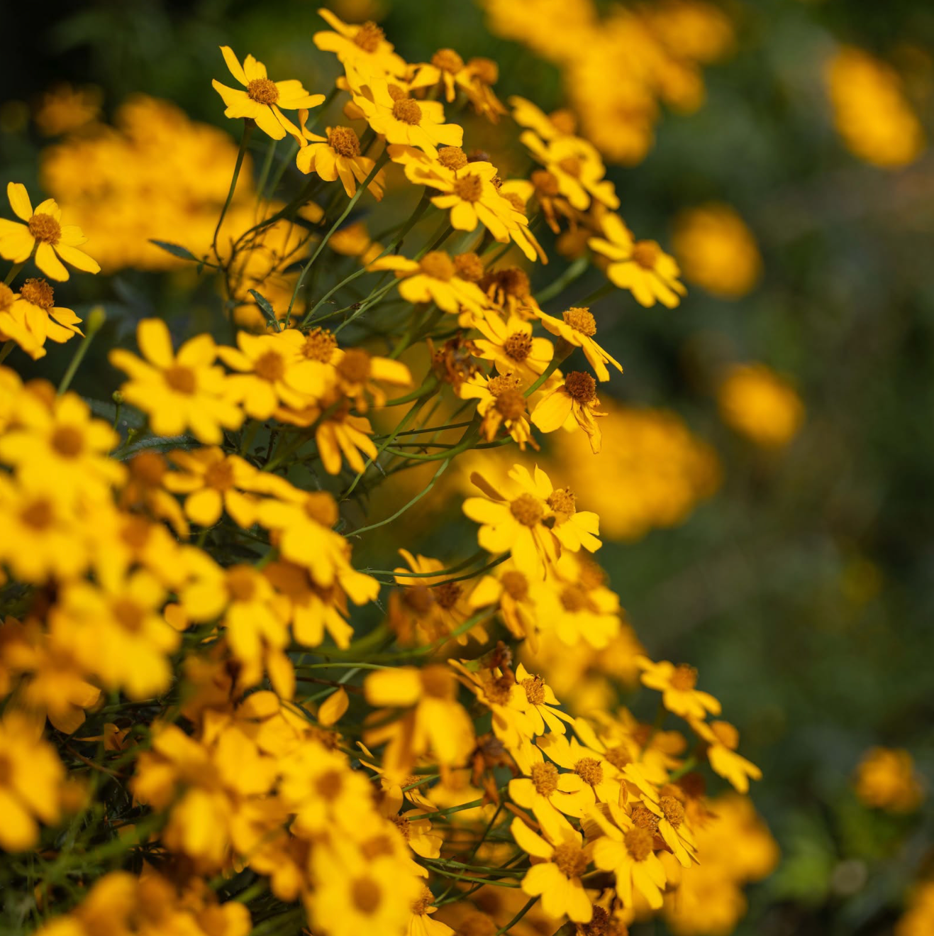 Tagetes lemmonii