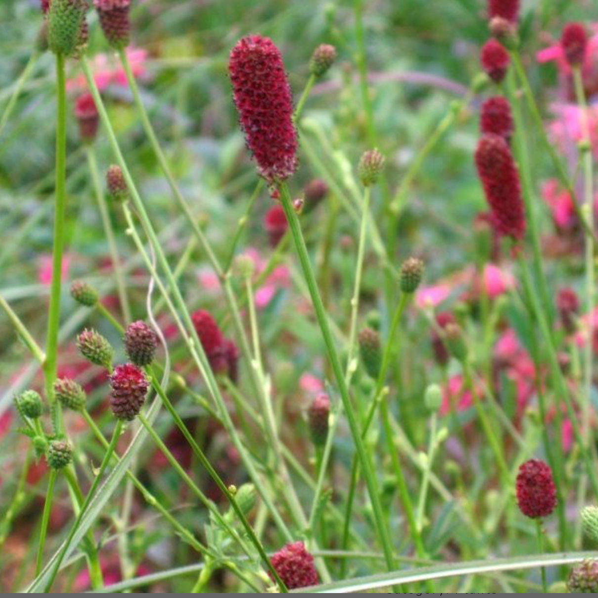 Sanguisorba St Philibert