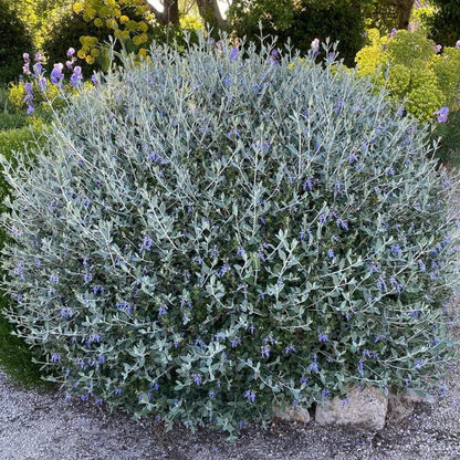 Teucrium fruticans
