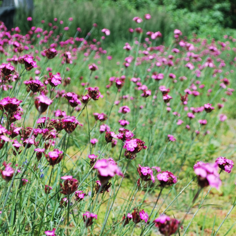 Dianthus carthusianorum